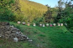 Compagnie des abeilles épicuriennes Didier Maglione
