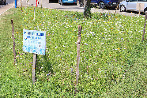 Les prairies fleuries, nouvelles ressources de biodiversité pour notre territoire