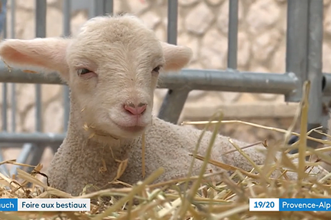 Grand succès populaire pour la Foire aux Bestiaux