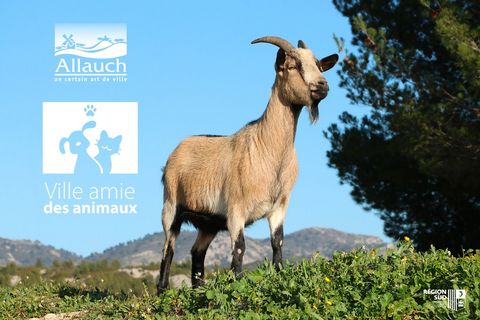 Bien-être animal : Allauch obtient le label « Ville amie des animaux » !