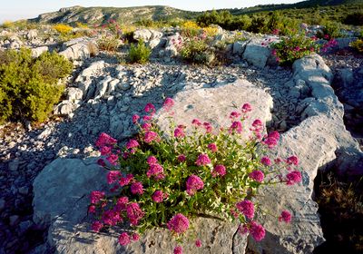 Les collines d'Allauch