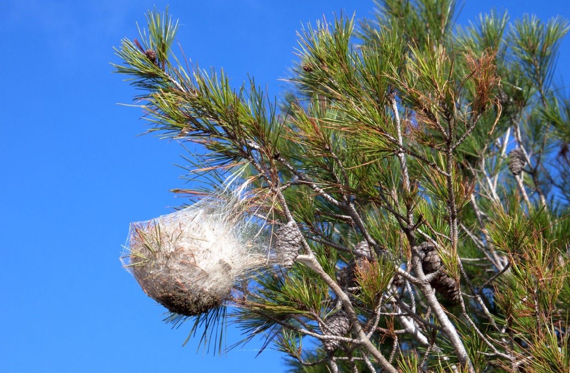 Chenille processionnaire du Pin : comment lutter ?