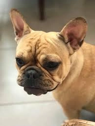 Class Dog