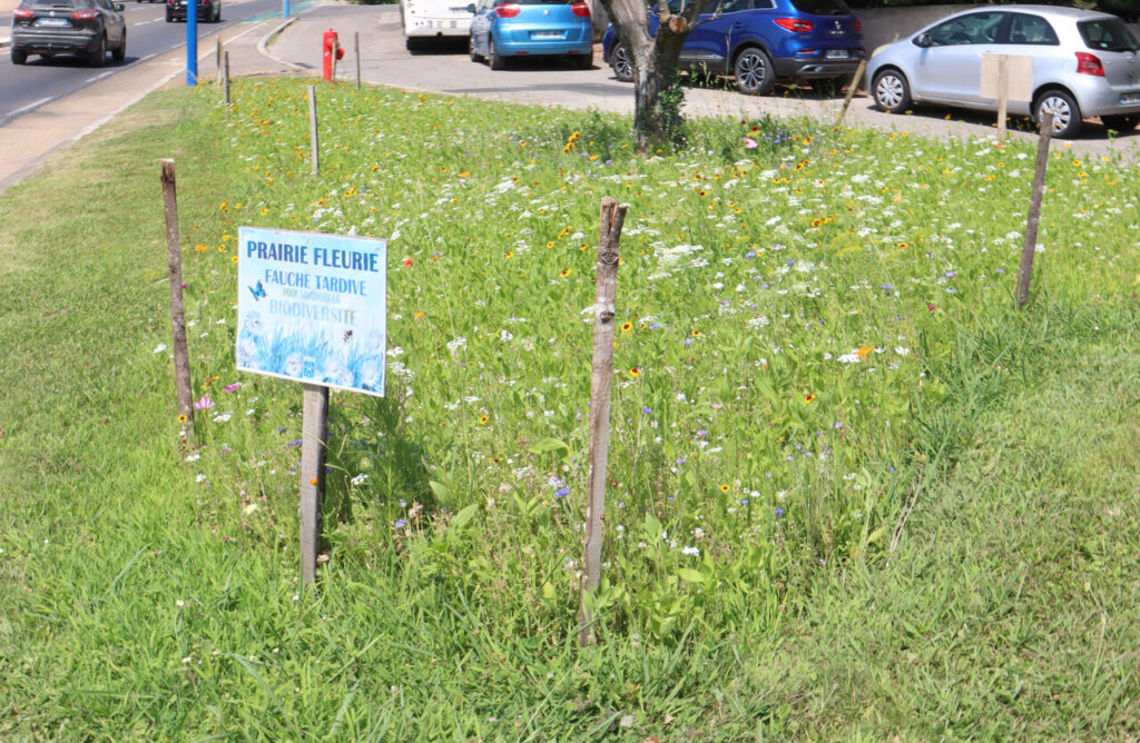 Les prairies fleuries, nouvelles ressources de biodiversité pour notre territoire