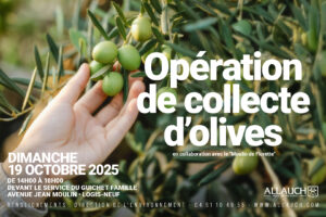 Opération de collecte d’olives et fabrication d’huile locale avec le Moulin de Florette