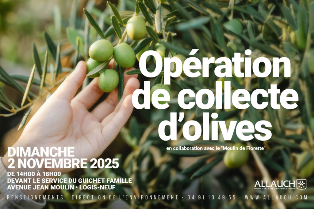 Opération de collecte d’olives et fabrication d’huile locale avec le Moulin de Florette