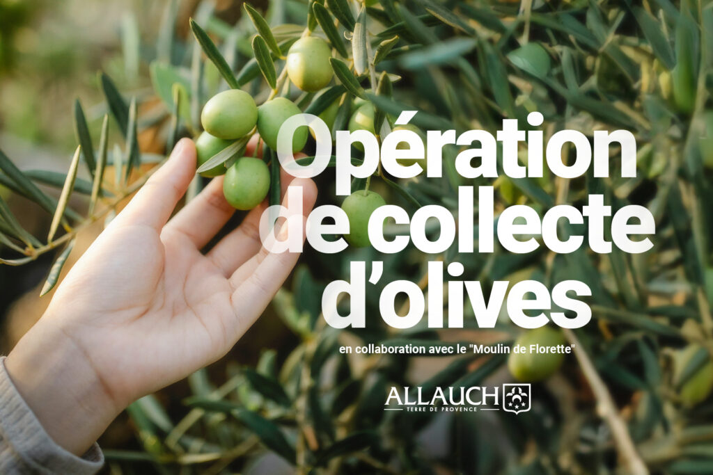 Opération de collecte d’olives et fabrication d’huile locale avec le Moulin de Florette