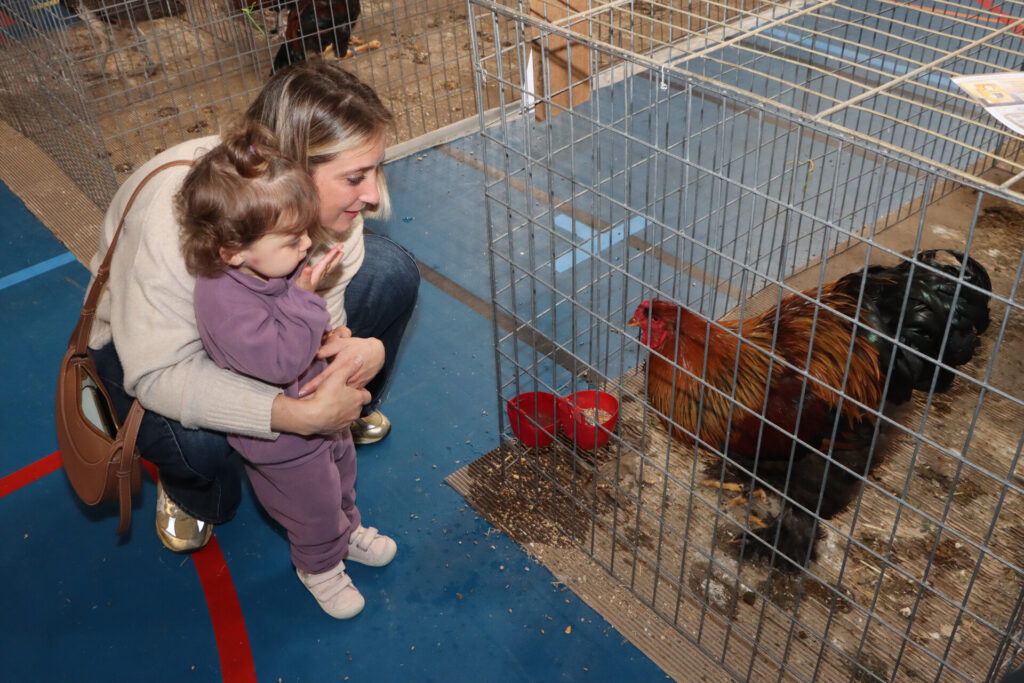 le gymnase Jacques Gaillard de Pié d’Autry a accueilli la 3ᵉ édition du Salon avicole d’Allauch le 1 et 2 novembre 2025