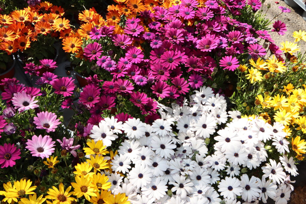 focus sur plusieurs bouquets de fleurs type marguerite à l'occasion de la fête des plantes et des fleurs qui se tient à allauch, au mois d'avril, pour illustrer le label villes et villages fleuris