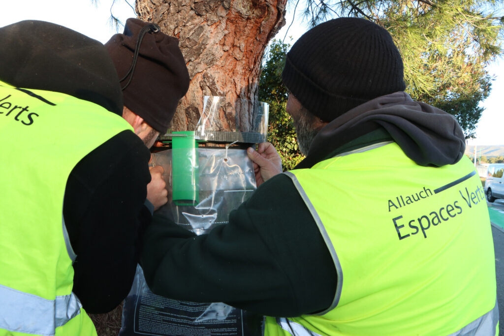 Attention aux chenilles processionnaires : des mesures mises en œuvre à Allauch pour protéger notamment les enfants mais aussi nos animaux de compagnie