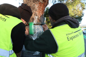 Attention aux chenilles processionnaires : des mesures mises en œuvre à Allauch pour protéger notamment les enfants mais aussi nos animaux de compagnie