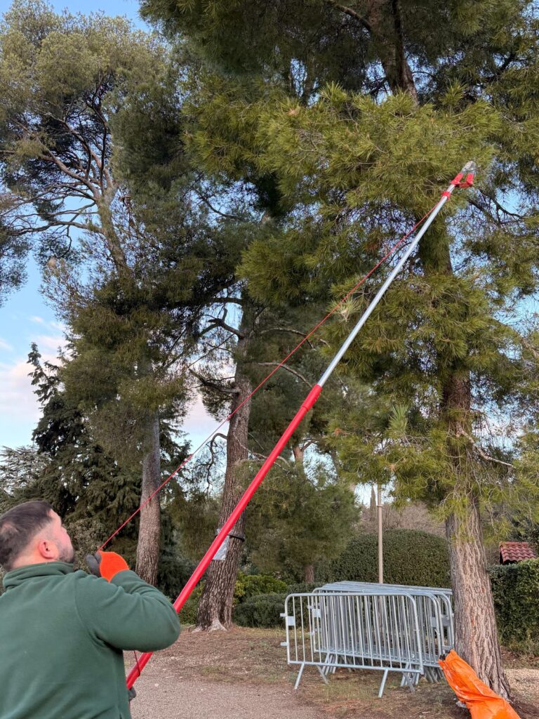 Attention aux chenilles processionnaires : des mesures mises en œuvre à Allauch pour protéger notamment les enfants mais aussi nos animaux de compagnie