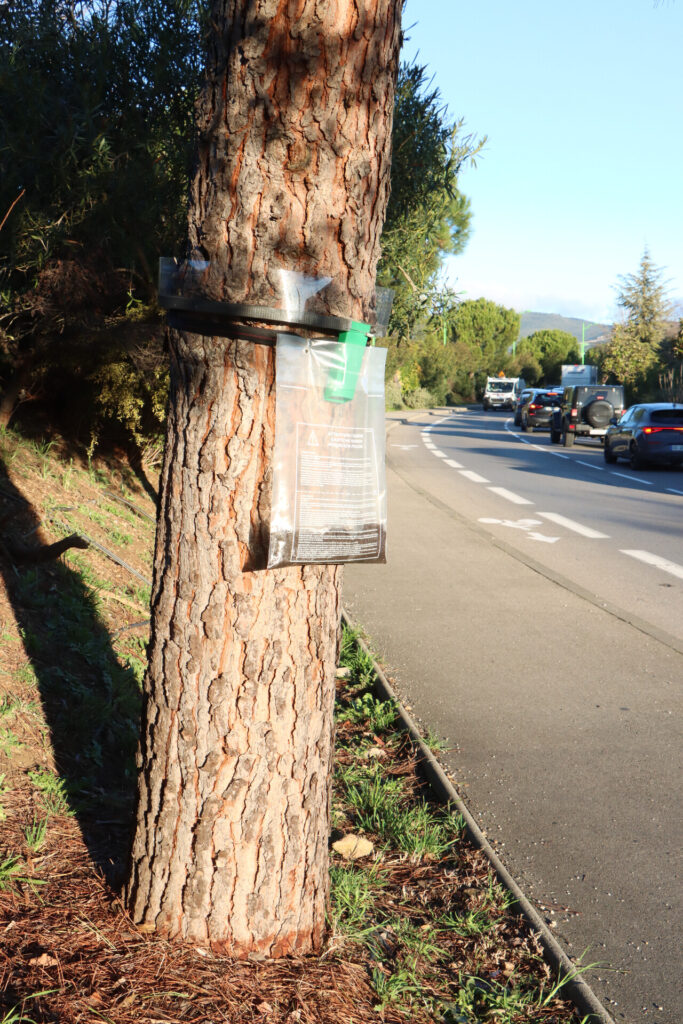 Attention aux chenilles processionnaires : des mesures mises en œuvre à Allauch pour protéger notamment les enfants mais aussi nos animaux de compagnie