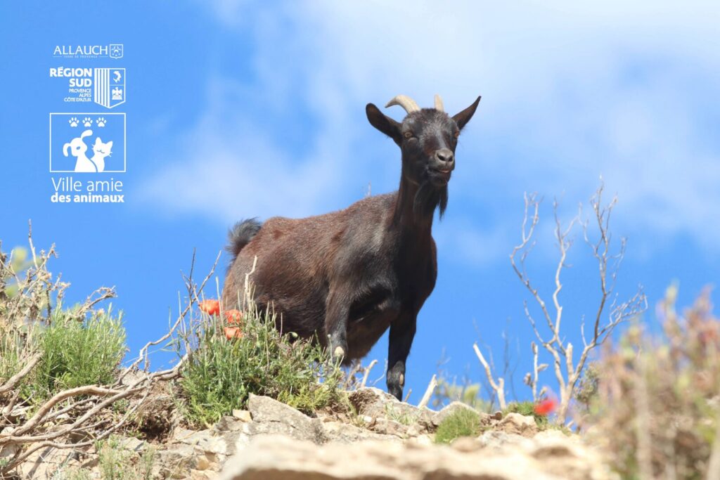 Bien-être animal : Allauch obtient le label 3 pattes « Ville amie des animaux »